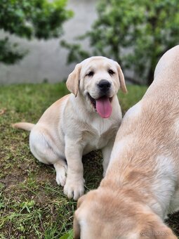 Labrador s PP - 5