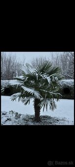 Palma Trachycarpus Fortunei - sadenice - 5