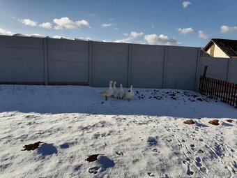 Slovenská bielá hus - 5