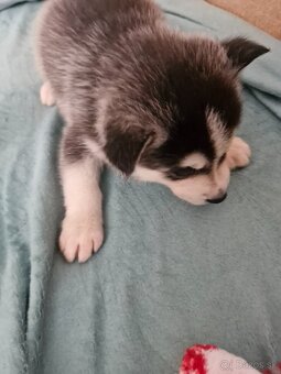 Šteniatka sibirsky husky - 5