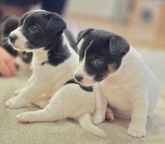 Jack russel teriér - 5