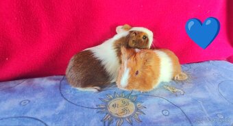 Morské prasiatka, morčatá 🐹 - 5