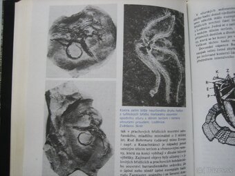 Skameneliny fosílie. - 5