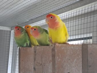 Agapornis ružovohrdlý. - 5