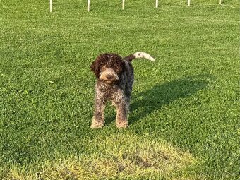 Lagotto romagnoli s PP - 5