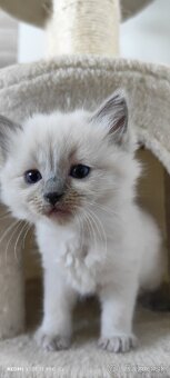 Ragdoll mačiatka - 5