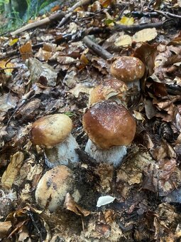 Sušené dubáky  🍄‍🟫 - 5