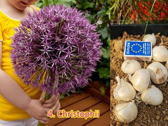 Okrasný cesnak 13 druhov od 0.15€ - 5