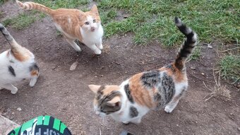 Darujem mačiatka - 5