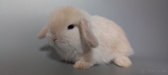 Mini Lop - 5