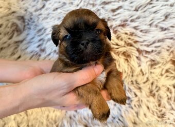 Shih-Tzu štěňatka (shi tzu, si-tzu, shitzu, si-cu) - 5