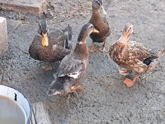 Ruánska kačica - 5