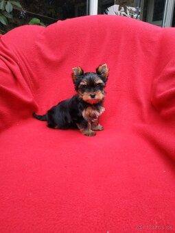 Yorkshirsky terier - 5