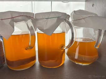 ČAJOVÁ HUBA - KOMBUCHA - 5