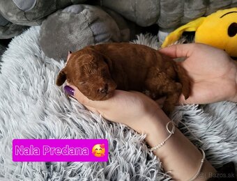 Pudel pudlik Mini toy Red ❤️ - 5