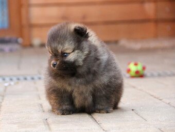 Pomeranian s PP/FCI - 5