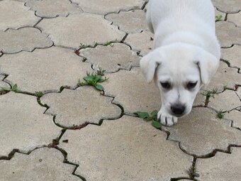 Labrador na predaj - 5