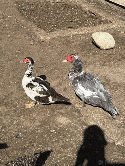 Vymením zajace, kurčatá  a kačky za odstavcata - 5