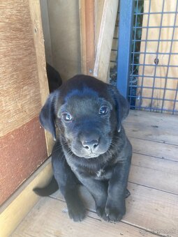 Labrador šteniatka - 5