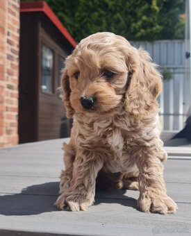Cockapoo Cavapoo Maltipoo pudel - 5