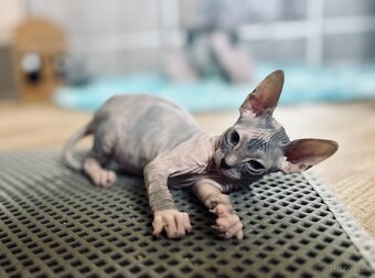 Don Sphynx s PP - 5