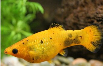 Darujem živorodky - 5