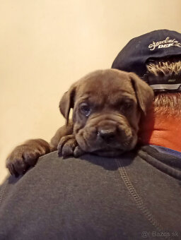 Cane Corso - 5