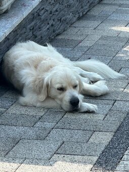 Zlatý retriever krytie - 5