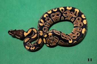 Pytón kráľovský/ Python regius - 5