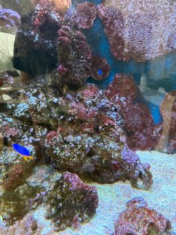 Morské akvárium - Živé skaly - 5