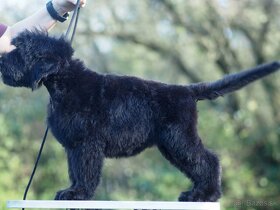 Čierny ruský teriér, šteňa, pes - 5