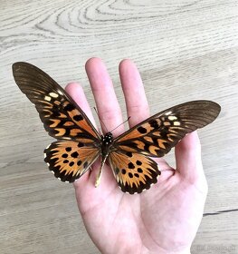 Papilio antimachus v ráme - 5