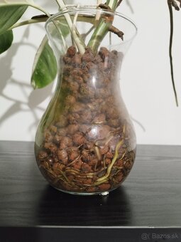 Monstera Albo Variegata a Halfmoon - 5
