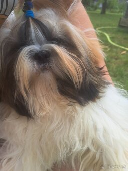 Psík shih tzu s Pp / shi-tzu / shi tzu /shitzu - 5