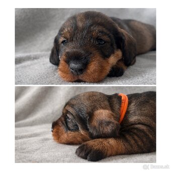 Jazvečík hrubosrstý s PP - 5