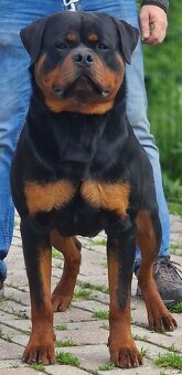 Steniatka rottweilera,rotvajlera,rtw,rotty s PP - 5