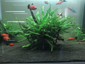 Microsorum rastlina - 5