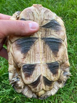 Testudo Marginata - samicka - 5