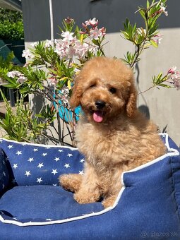 Pudel, pudla, poodle Puppy - 5
