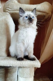 Mačiatko ragdoll - kocúrik - 5