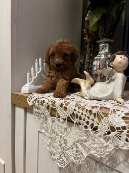 Pudel toy Red ultra mini - 5