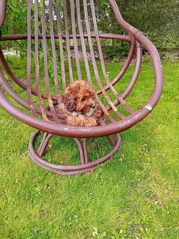 Maltipoo - 5