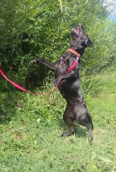 Darujem veselú rodinnú sučku Auru - mix labrador - 5