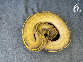 Predam krasne mladata P.Regius-vlastný odchov - 5