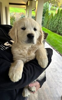 Zlatý retriever - Šteniatko - 5