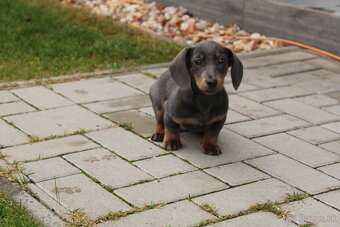 jazvečík trpaslici - 5