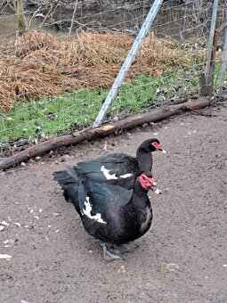 Kačica pižmová - 5