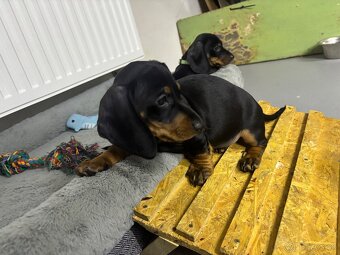 Jazvečík kratkosrstý - 5