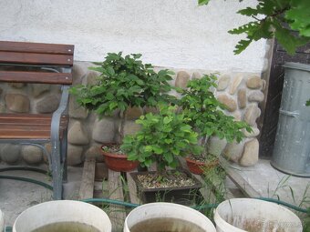 bonsai,bonsaj-hrab 13 - 5