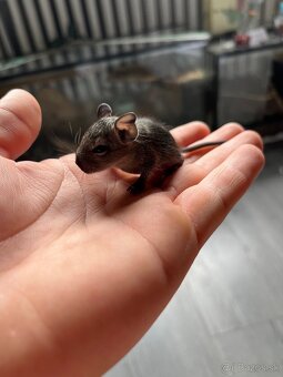 Predám osmakov degu - 5